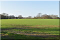 Field by Halden Lane in TN17 4BH