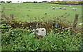 Old Milestone by the B4545, north of Trearddur in LL65 2YW