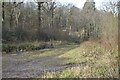 Junction of tracks in the centre of Postlebury Wood in BA11 5DW