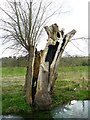 Stoke - Split Willow in SP11 6EP