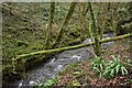 Mossy tree trunk across the Mells Stream in BA11 3JR