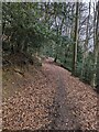 Woodland Path, Oldhills Wood, nr Avenis Green, Gloucestershire in GL6 8BX