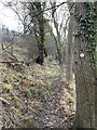 Footpath in Oaks Wood woodland near Pontesbury in SY5 0UJ