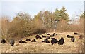 Hebridean sheep at College Lake in HP23 4LS