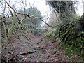 Llwybr wedi ei esgeuluso / A neglected path in SA34 0EU