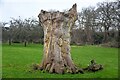 Butleigh : Tree Stump in BA6 8TU
