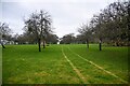Butleigh : Orchard in BA6 8TU