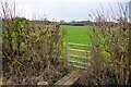Butleigh : Grassy Field & Gate in BA6 8TU