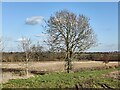 Farmland along Groby Road, Anstey in LE7 7WN