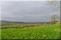 Fields east of Northleigh in EX24 6BH