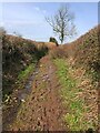 Muddy footpath near Pentwyn farm in LD3 7BQ