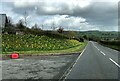 A bank of daffodils at Upper Barn in LD3 0NL