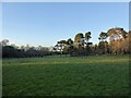 Pasture Field in RH19 2PE