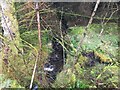 Small stream in forestry near Pennyfuir in PA34 4QA