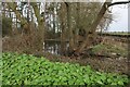 Pond in Three Corners Plantation in NR24 2PX