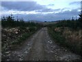 Forestry road in Blackhill Wood in KY13 0LW