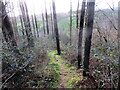 Llwybr yn mynd i lawr yr allt / Path descending the wood in SA34 0YD