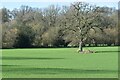 View across field towards High Hall Copse in BH21 4JD