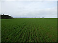 Autumn sown cereals near Ingleby in Ingleby