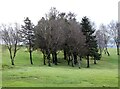 Trees at Werneth Low Golf Club in SK14 3AE