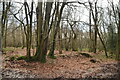 Woodland near Warren Farm in TN22 4PY