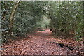 Leaf strewn bridleway in TN22 4PY