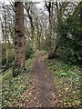Path Through Thin Strip Of Woodland Beside A67 in Hummersknott Ward