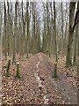 Footpath through beech plantation in GU4 8WA