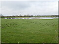 Flooded field, Swanpool in Boultham Ward