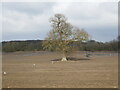 Lone tree, Swanpool in Boultham Ward