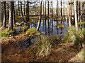 Bog lochan in Anagach Wood in PH26 3HY