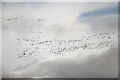 Pink-footed geese in flight en masse in FK15 0LR