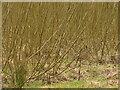 Biomass willow crop in ML11 0ER
