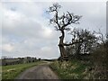 Dead tree near Durstone in HR7 4SH