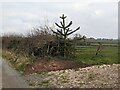Monkey puzzle tree near Pencombe in HR7 4SH