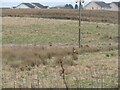 Rough pasture at Stonerigg in EH48 3GA