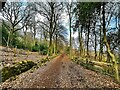Bridleway in Greno Wood in S35 8NZ