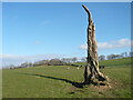 Remains of a tree, Stravenhouse in ML8 5HH