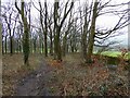 Path in Tipping Hill Plantation in Ightenhill