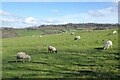 Sheep grazing above Broadway in WR12 7LL