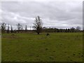 Langley Farm paddocks in RG20 8SD
