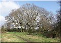 Clump of Trees, Wanstead Flats in E7 0DZ