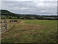 Grassland near Tregoyd in HR3 5QG