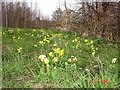 Cowslips in PR5 4LQ