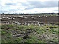 Sheep in a field near Preston upon the Weald Moors in TF6 6DL