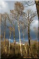 Silver birch capturing the spring sun, Danbury Ridge Nature Reserves in CM3 4PP