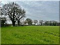Field, west of the A50 in CW11 1RR