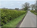 Ward's Lane, with recently-trimmed hedge in CW11 1RD