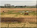 Cattle on Deepdale Marsh in Burnham Norton