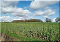 Farmland near Whemstead in SG14 3NP
